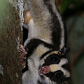 Striped Possum with a swell in the abdomen<br />Canon EOS 6D + EF400 F5.6L + SPEEDLITE 580EXII + Better Beamer